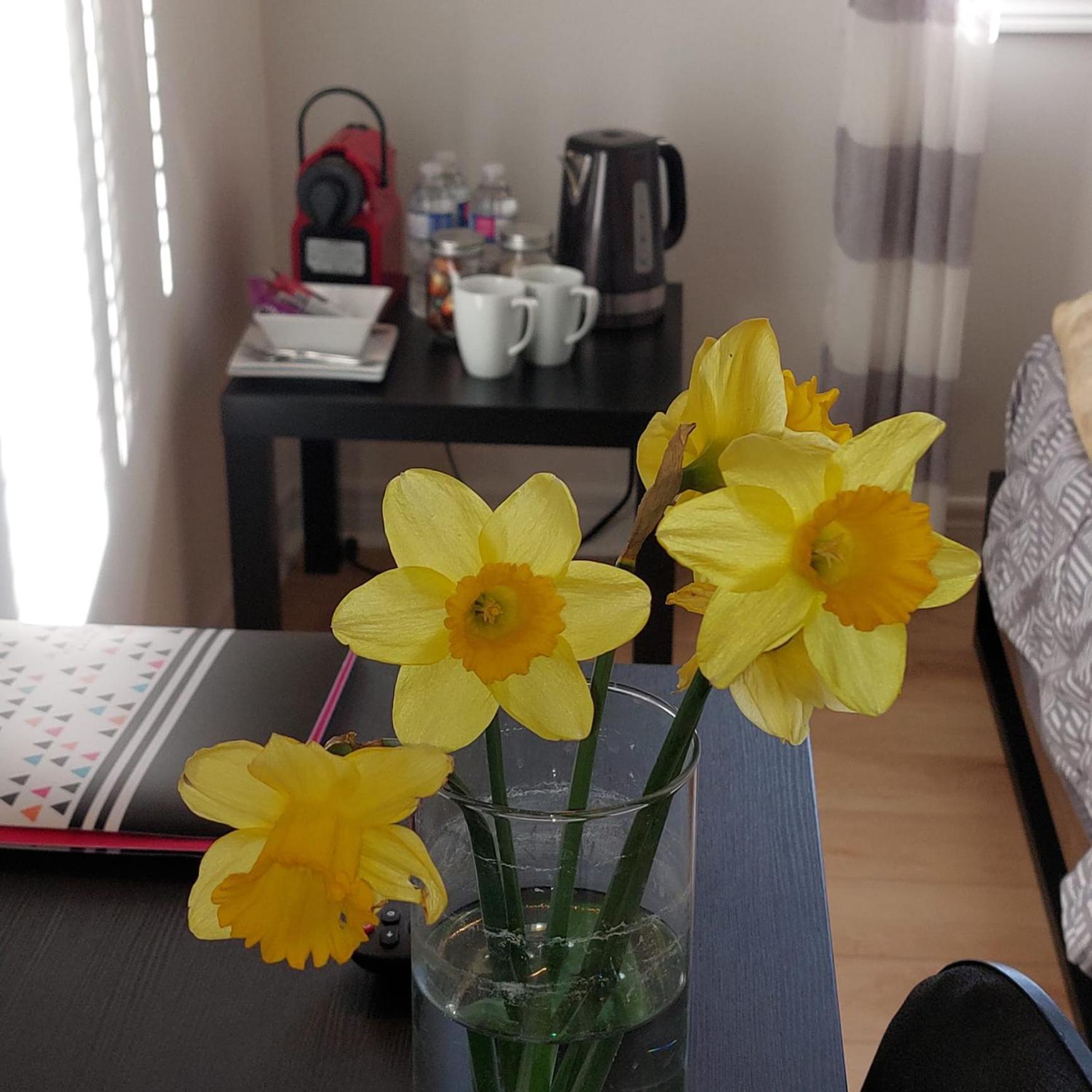 Nimo Homestay Guelph Ngoại thất bức ảnh